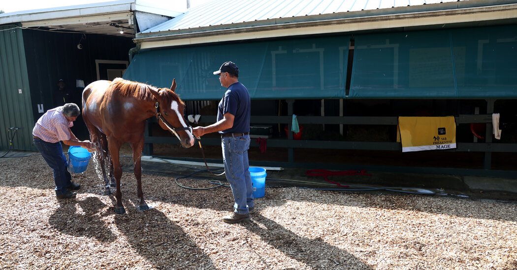 Expert Picks: Who Will Win the Preakness?