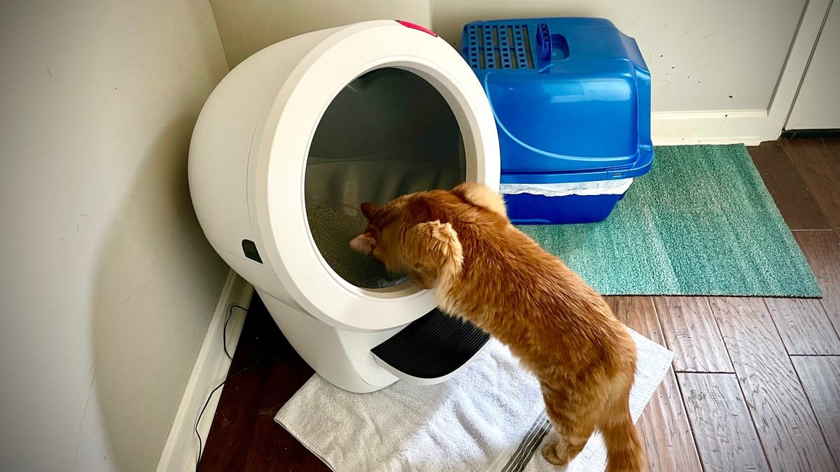 An orange cat sticks his head into the Whisker Litter-Robot 4 litterbox, curious about the rotating drum. The red lights on the machine indicate that the cat